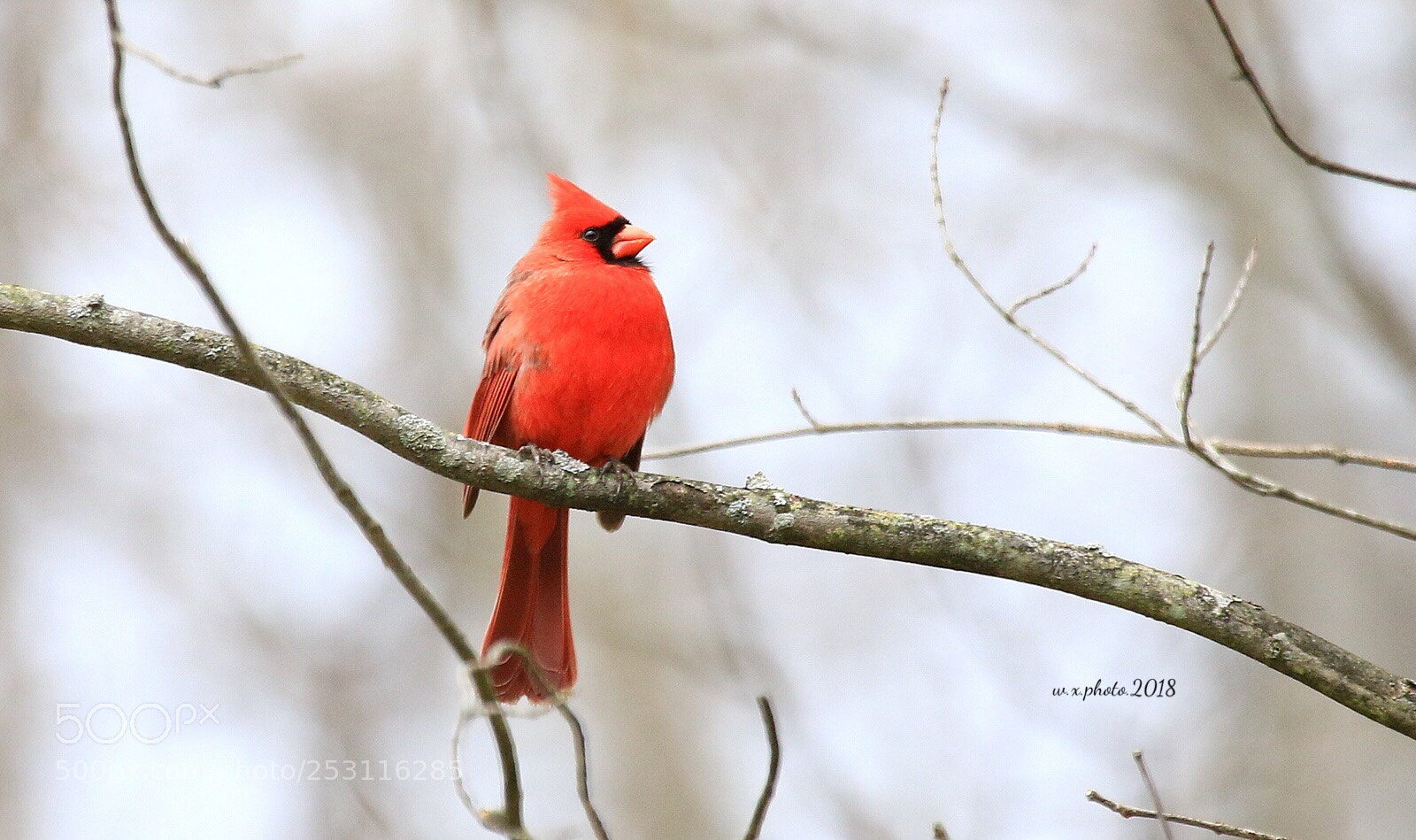 Canon EOS 7D Mark II sample photo. Northern cardinal photography