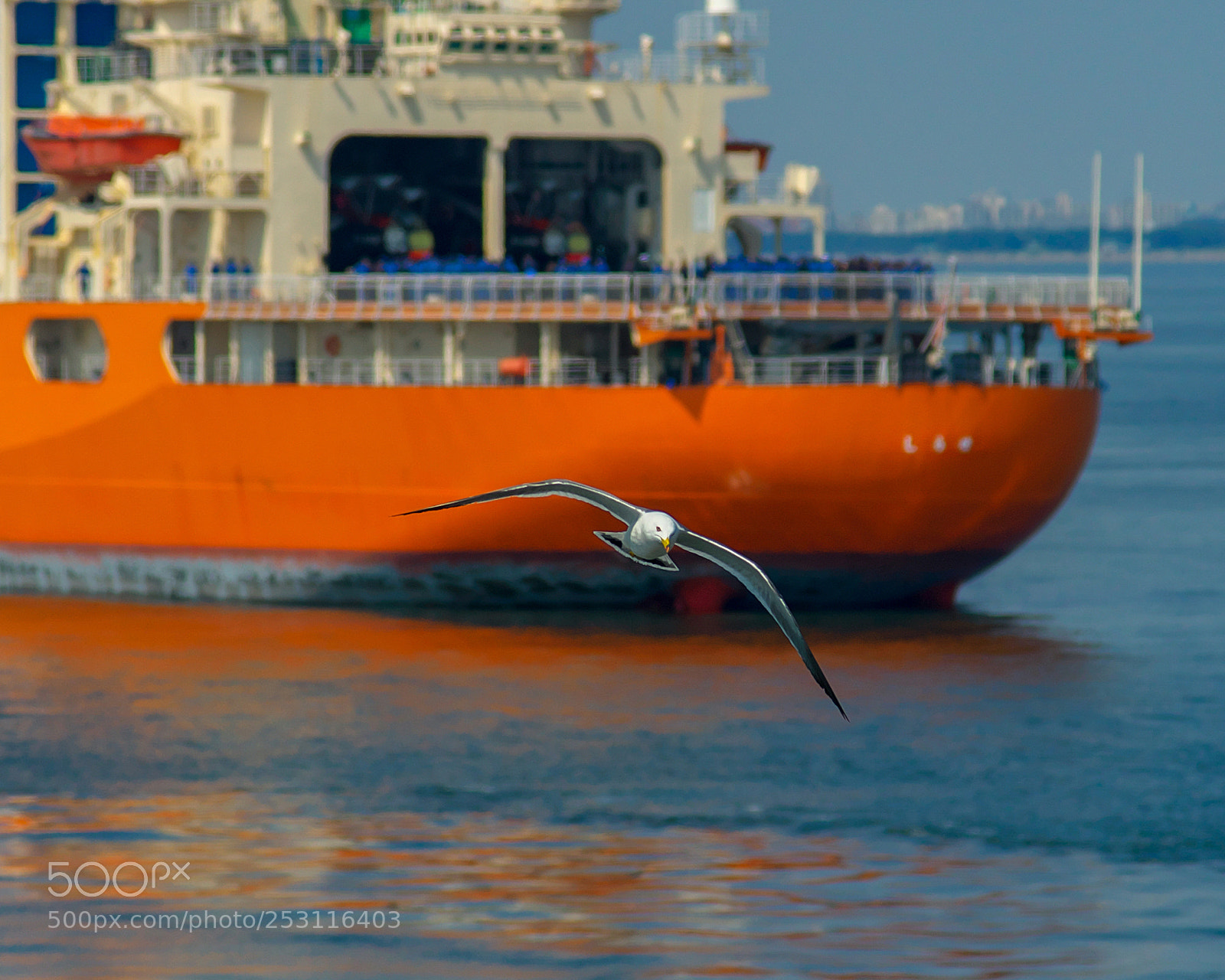 Nikon D800 sample photo. Seagull photography