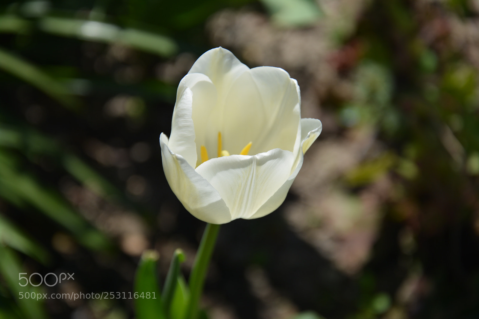 Nikon D7100 sample photo. Лале photography