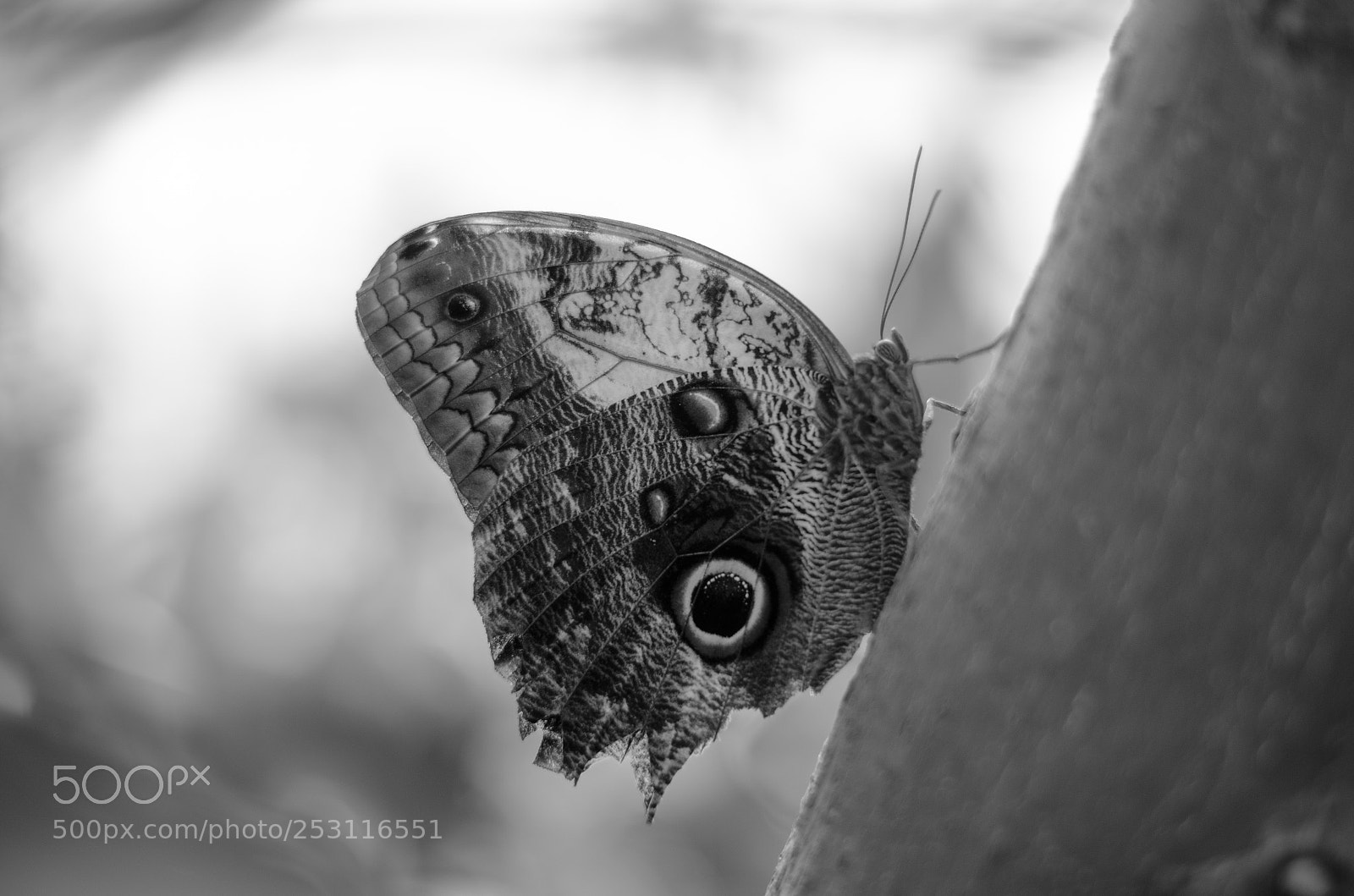 Nikon D5100 sample photo. Copy photography