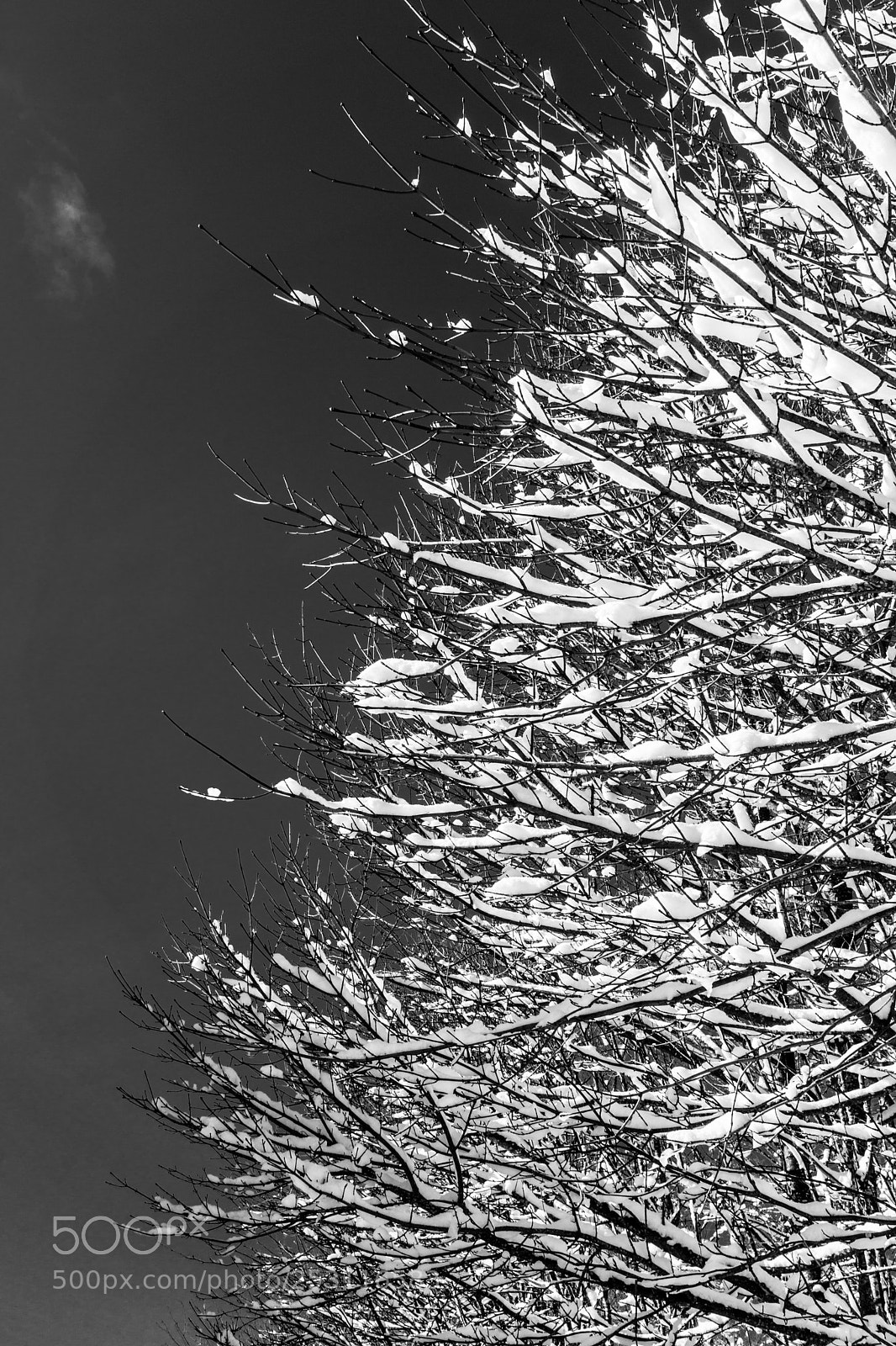 Sony a6000 sample photo. White photography