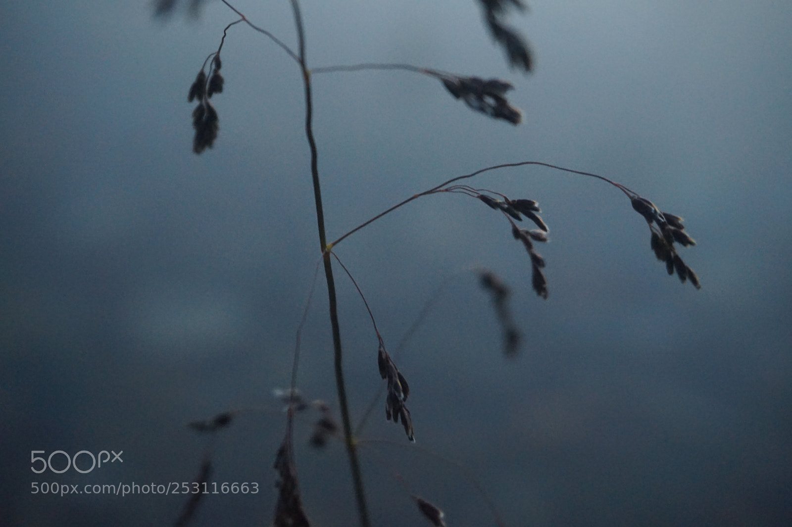 Sony Alpha a5000 (ILCE 5000) sample photo. Untitled photography