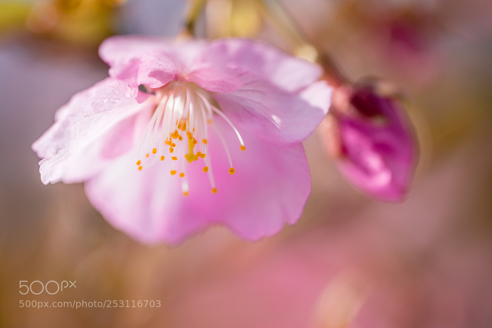 Canon EOS 5D Mark IV sample photo. Flower photography