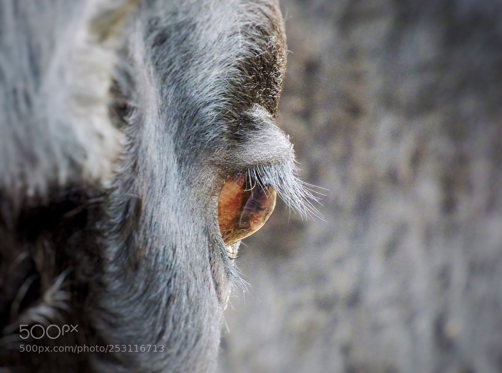 Panasonic Lumix DMC-FZ70 sample photo. Bull’s eye! photography
