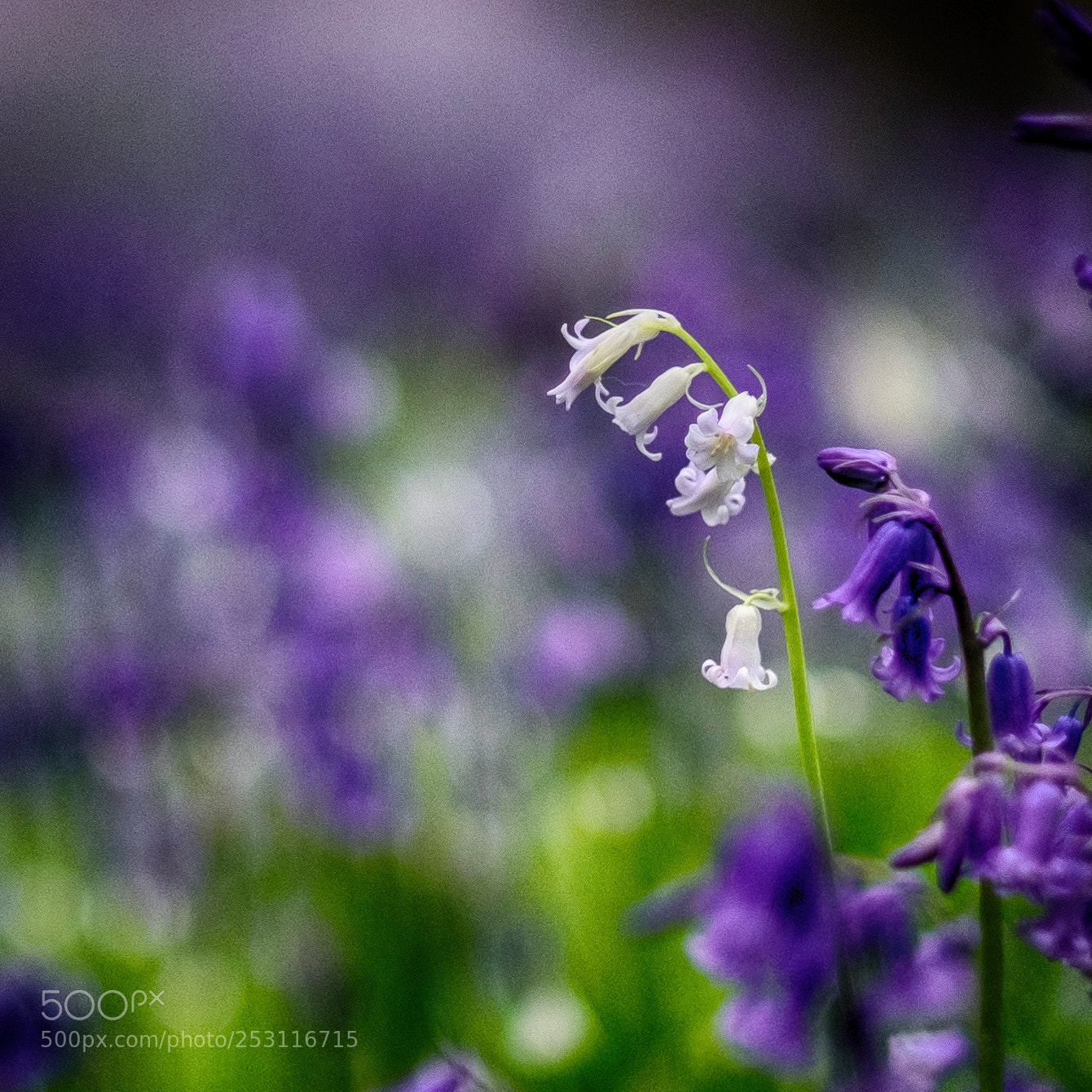 Fujifilm X-T1 sample photo. Bluebell photography