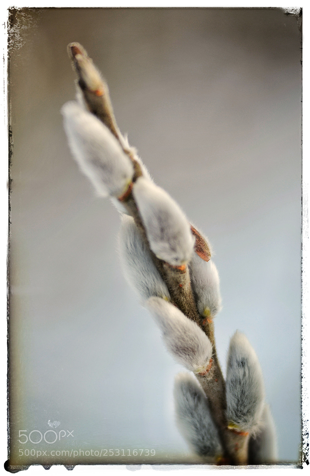 Nikon D7000 sample photo. The spring photography