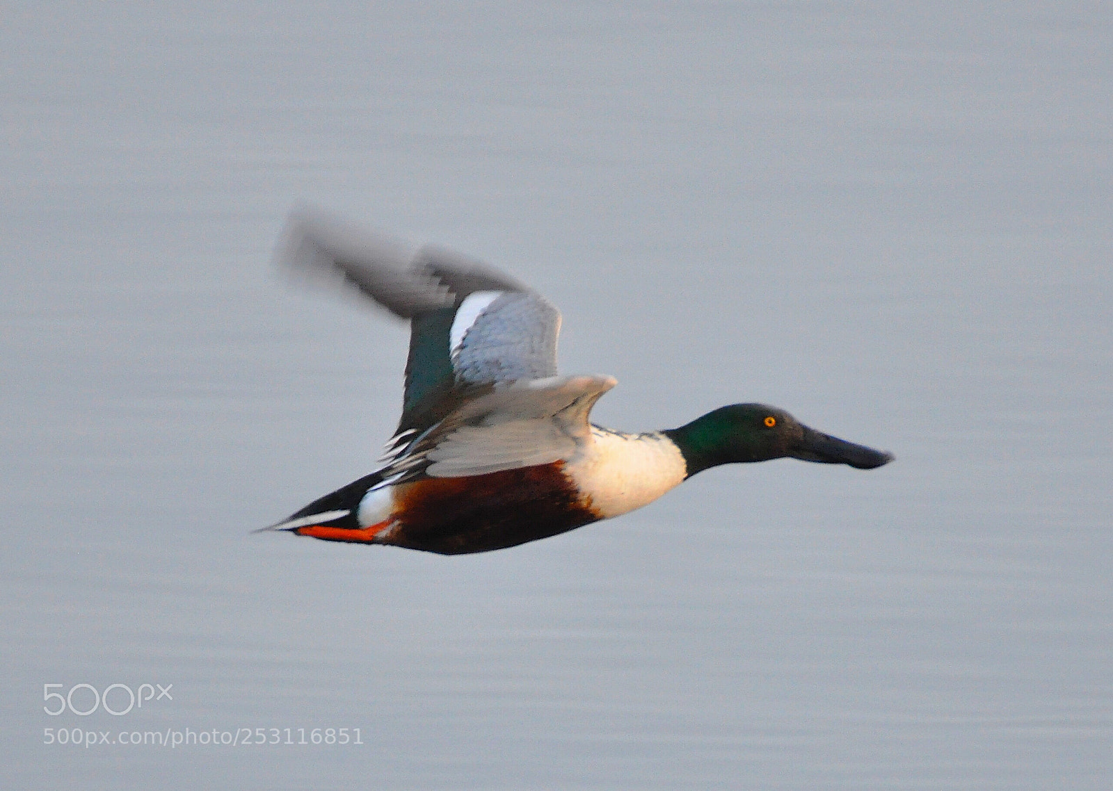 Nikon D90 sample photo. Northern shoveler  photography