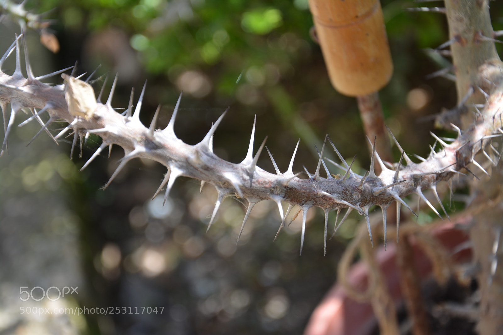 Nikon D7100 sample photo. Toз трън photography