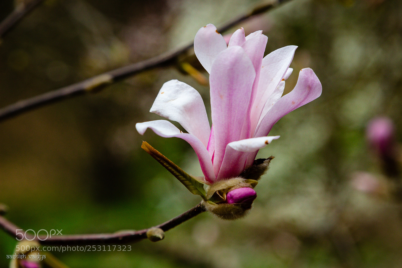Canon EOS 600D (Rebel EOS T3i / EOS Kiss X5) sample photo. Pink magnolia photography