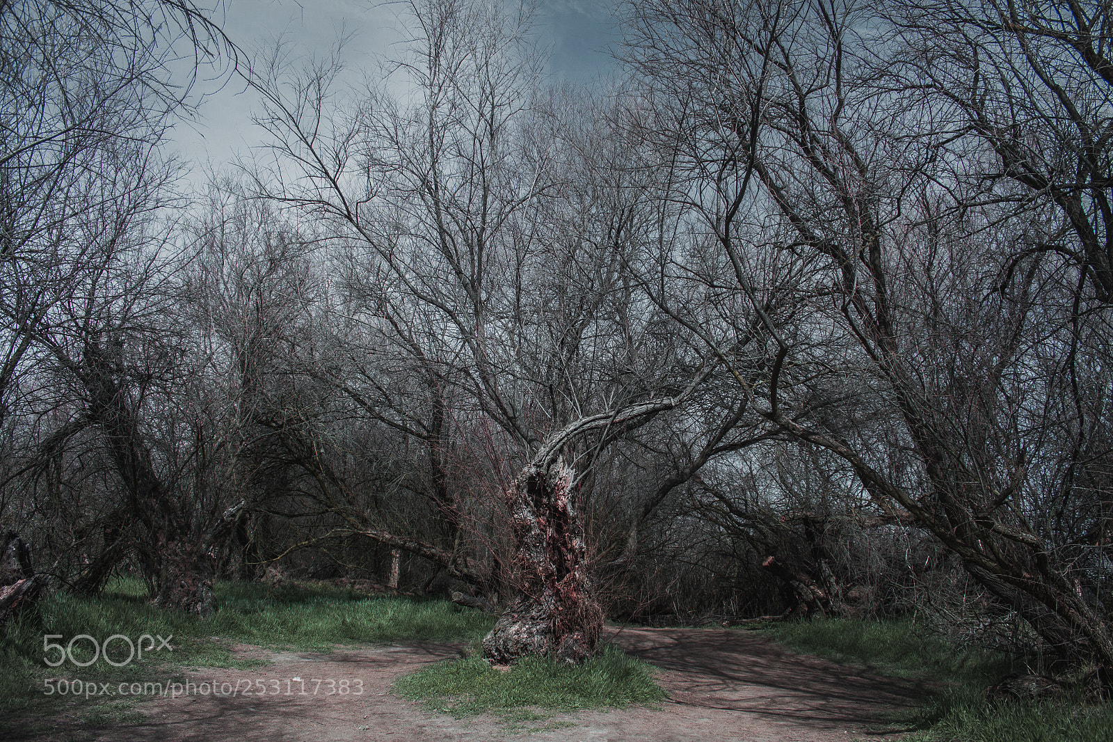 Canon EOS 500D (EOS Rebel T1i / EOS Kiss X3) sample photo. Enchanted trees on the photography