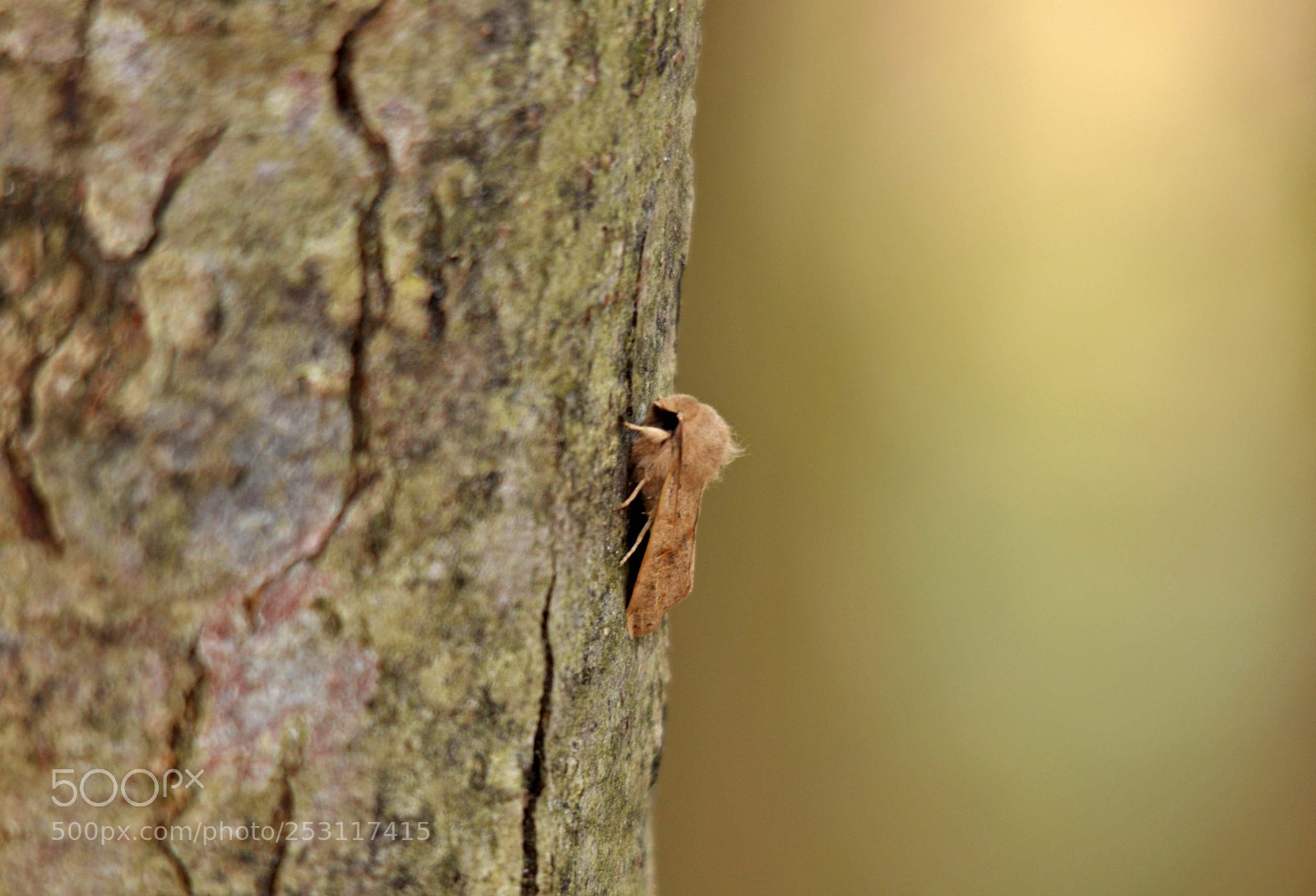 Nikon D90 sample photo. Moth photography