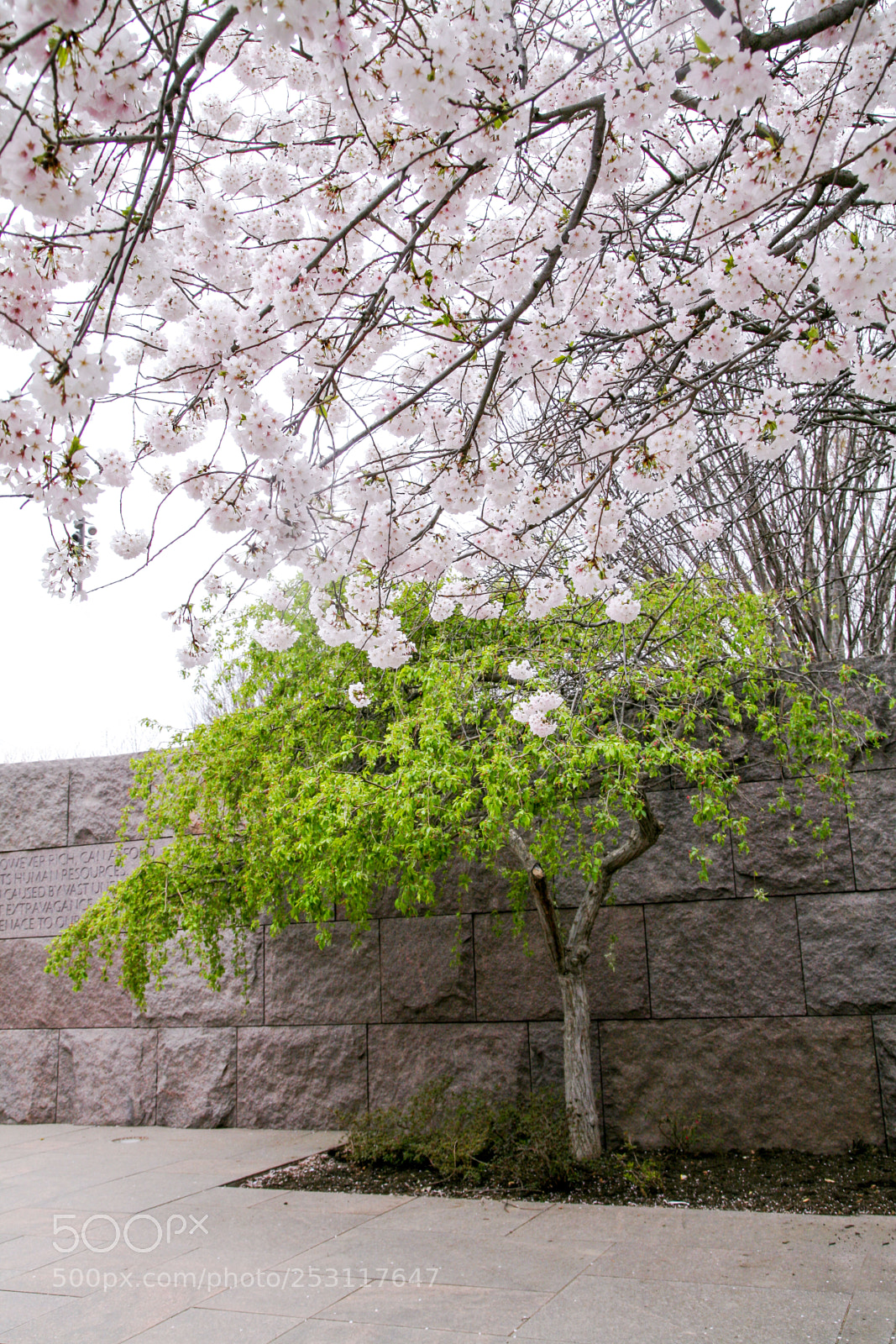Canon EOS 5D sample photo. Blossoms photography