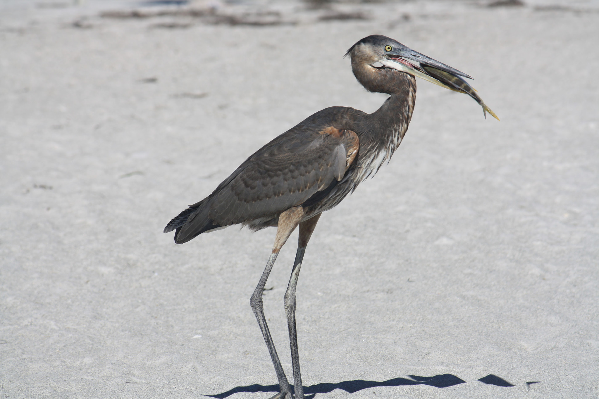 Canon EF-S 55-250mm F4-5.6 IS sample photo. Heron beach photography