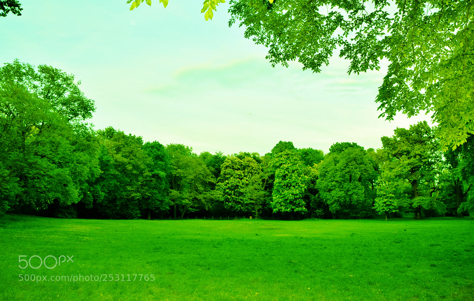 Nikon D5300 sample photo. Beautiful green park with photography