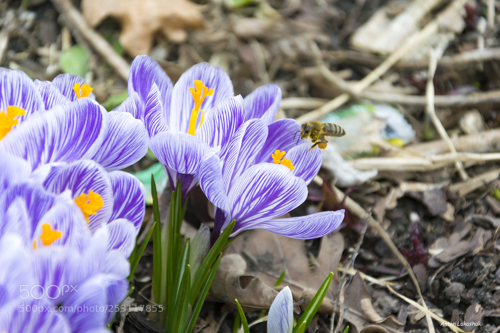 Nikon D5300 sample photo. Flowers photography