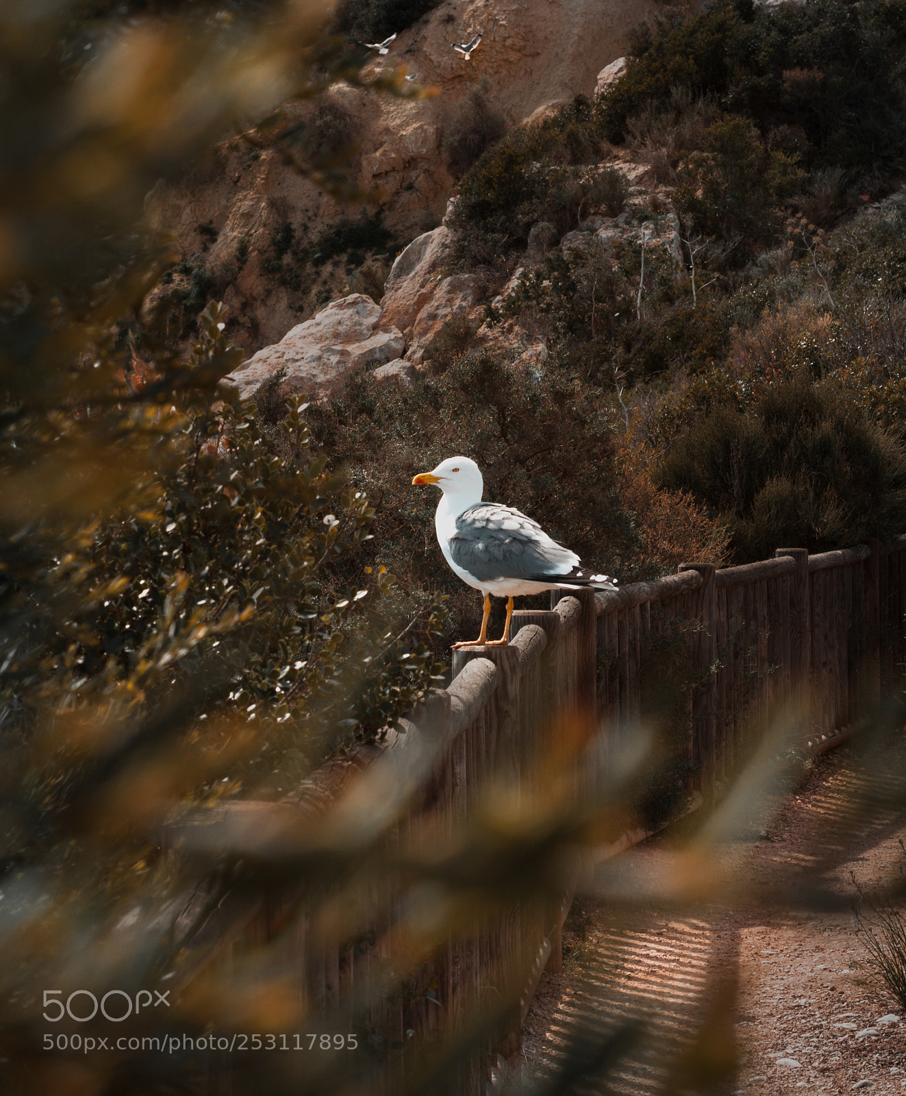 Canon EOS 500D (EOS Rebel T1i / EOS Kiss X3) sample photo. Whispers of the magic photography