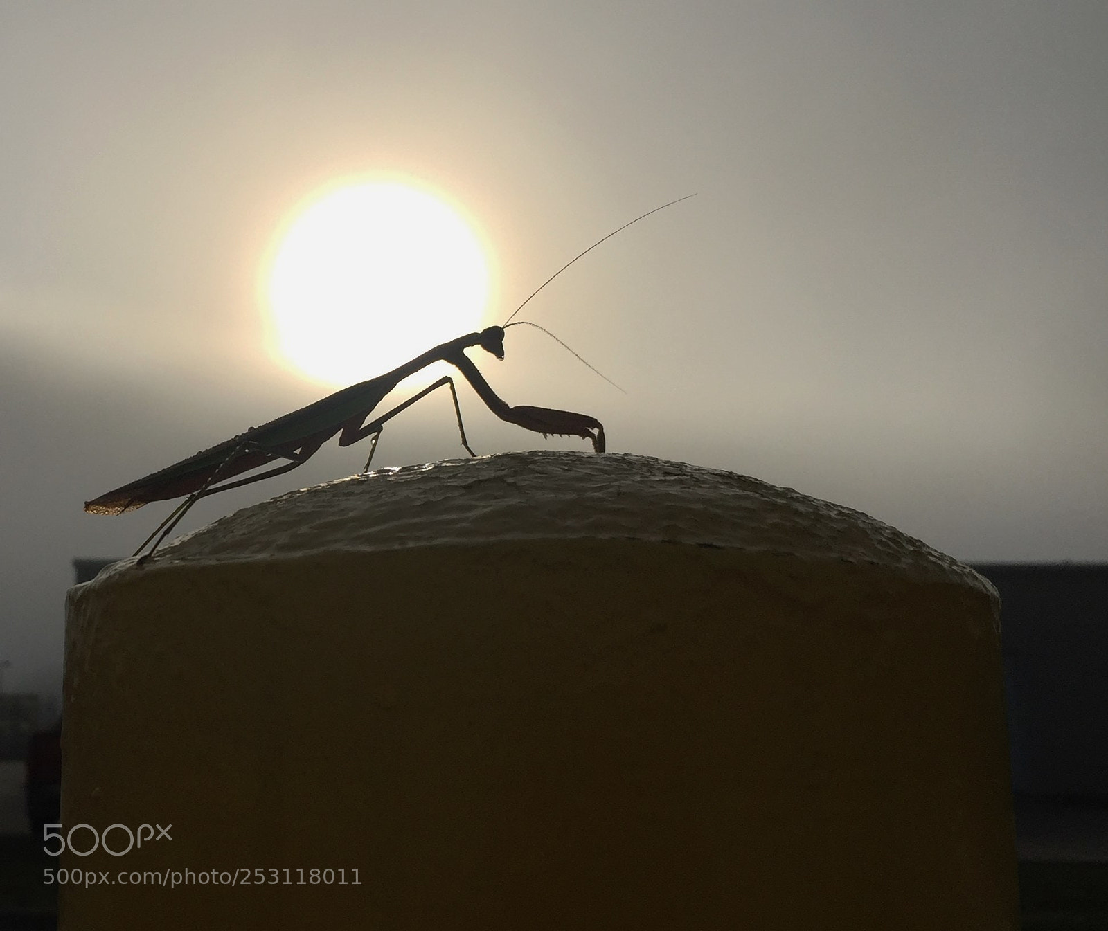 Apple iPhone 6 Plus sample photo. Praying mantis photography