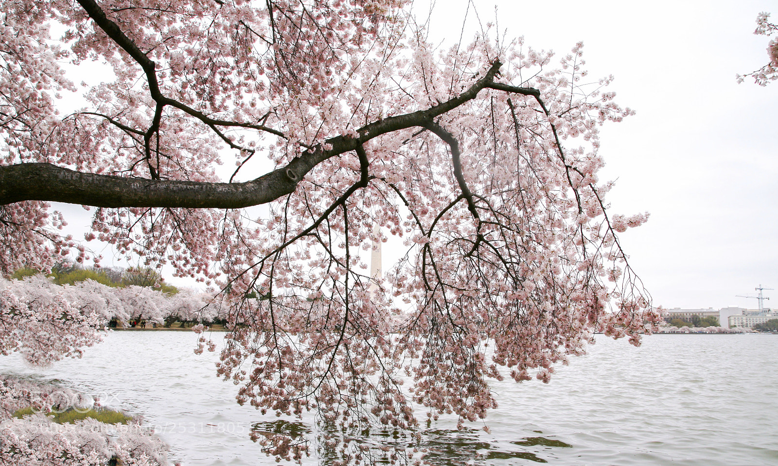 Canon EOS 5D sample photo. Hanging blossoms photography