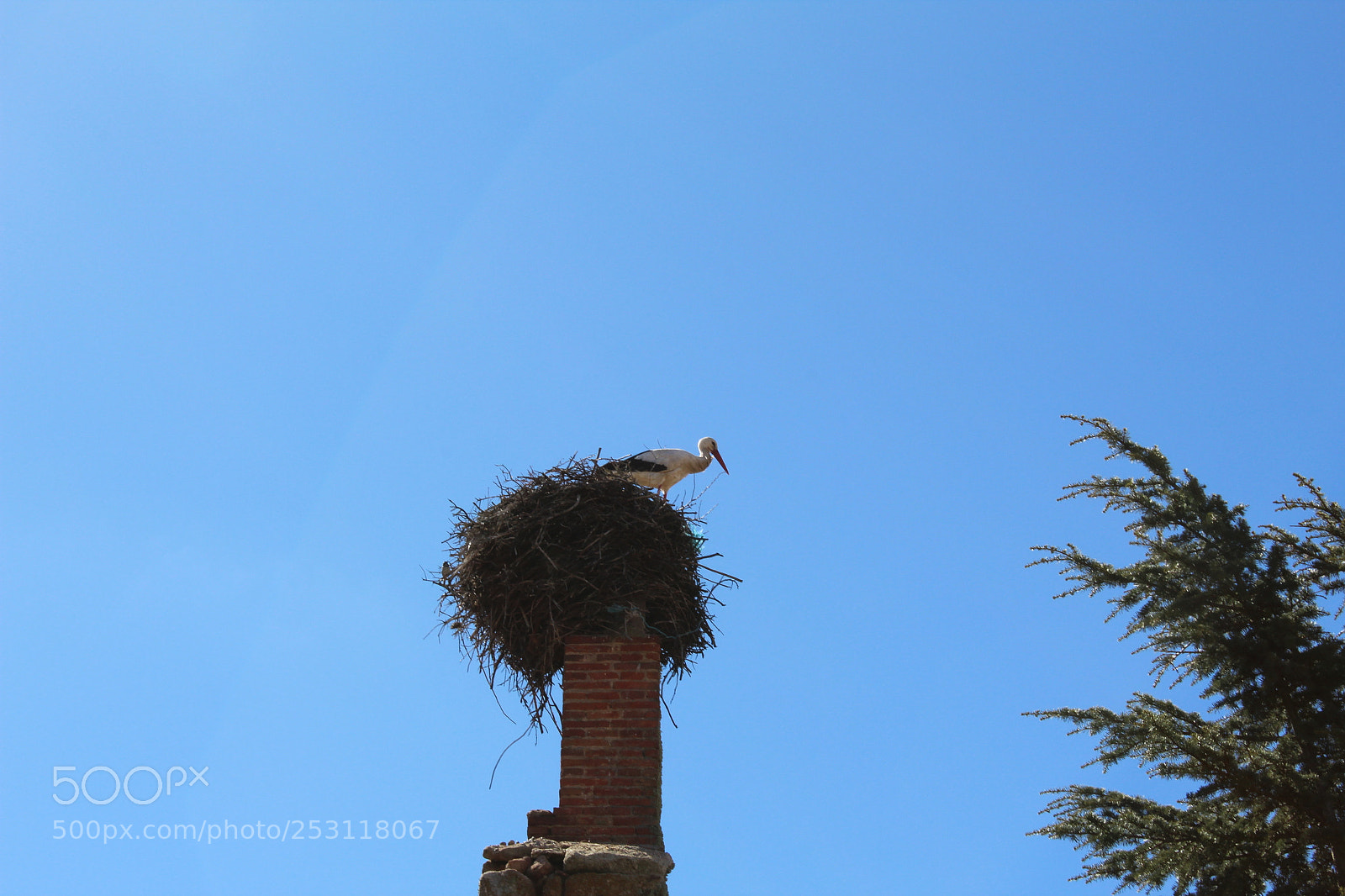 Canon EOS 1300D (EOS Rebel T6 / EOS Kiss X80) sample photo. Cig e a protegiendo photography