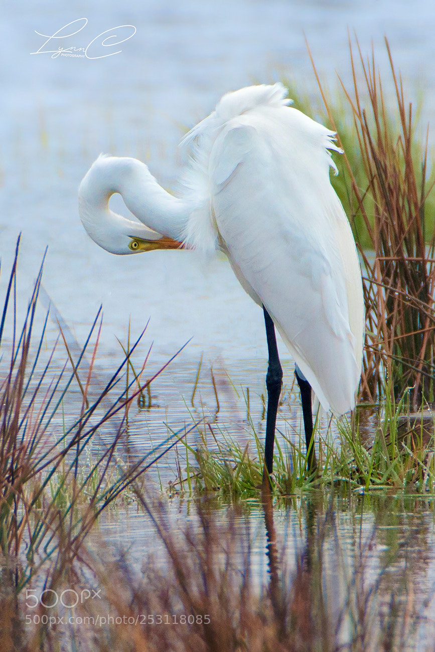 Canon EOS 70D sample photo. Preen - white egret photography