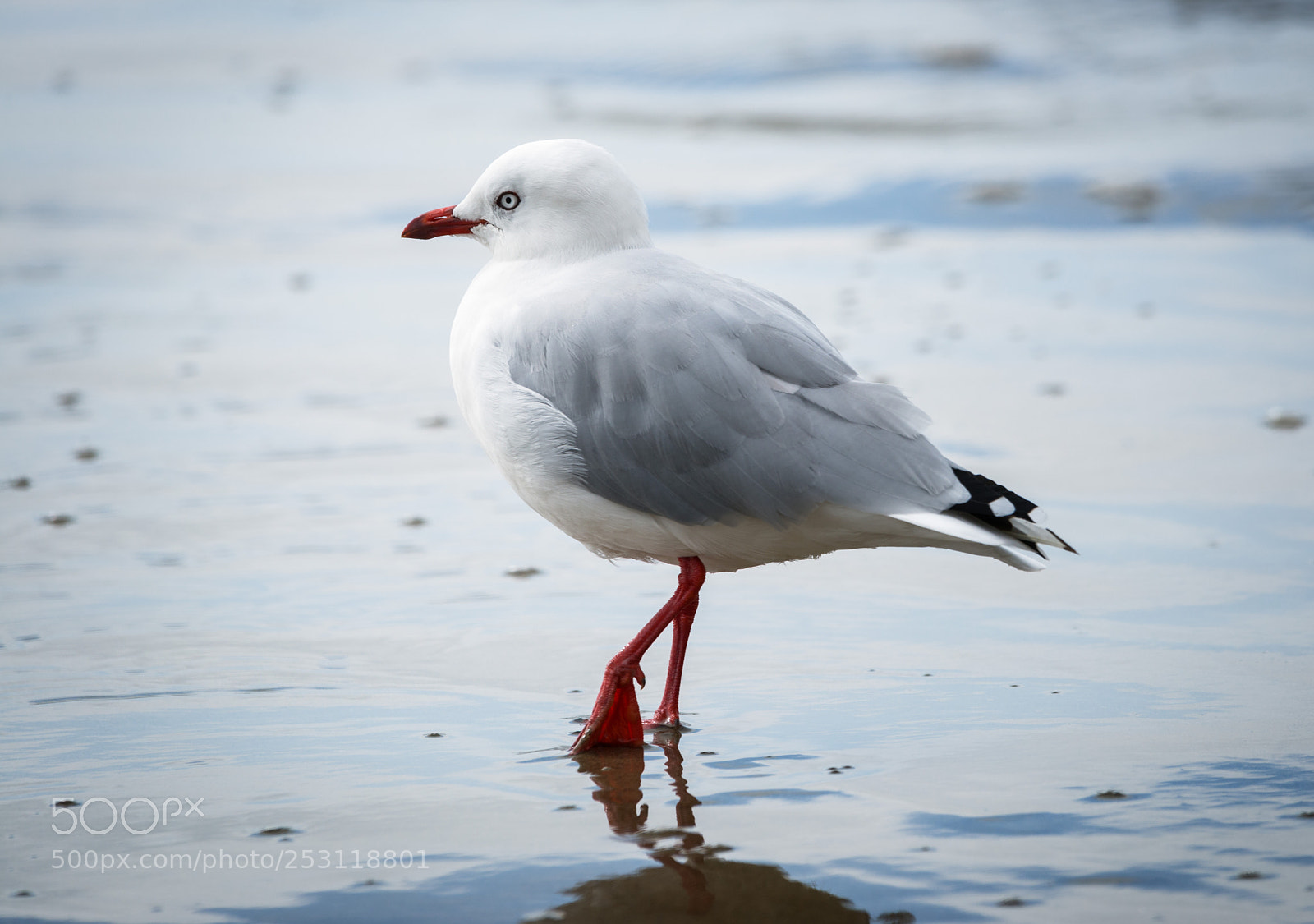 Nikon D800 sample photo. Red-billed gull (larus novaehollandiae) photography