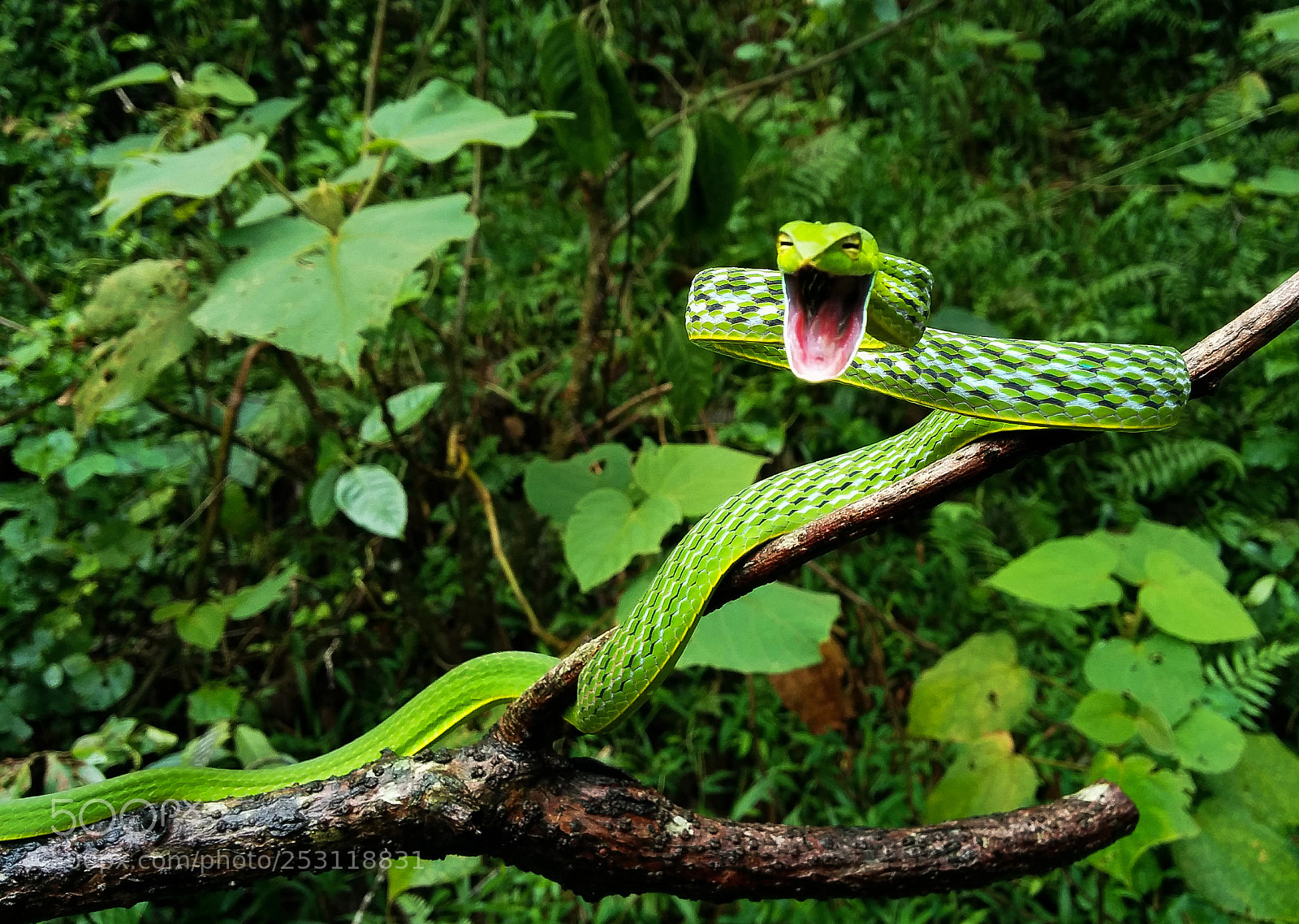 LG Nexus 5 sample photo. The green wide smile photography