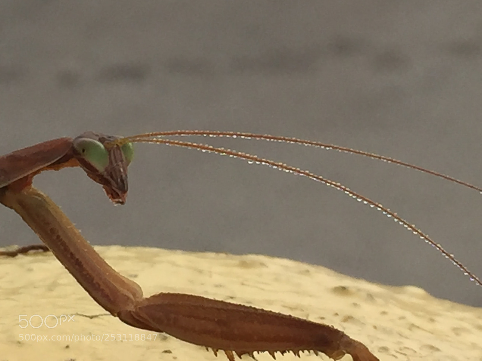 Apple iPhone 6 Plus sample photo. Mantises photography