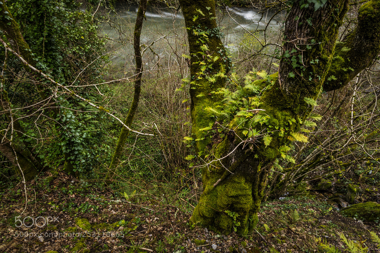 Sony SLT-A68 sample photo. El rbol de la photography