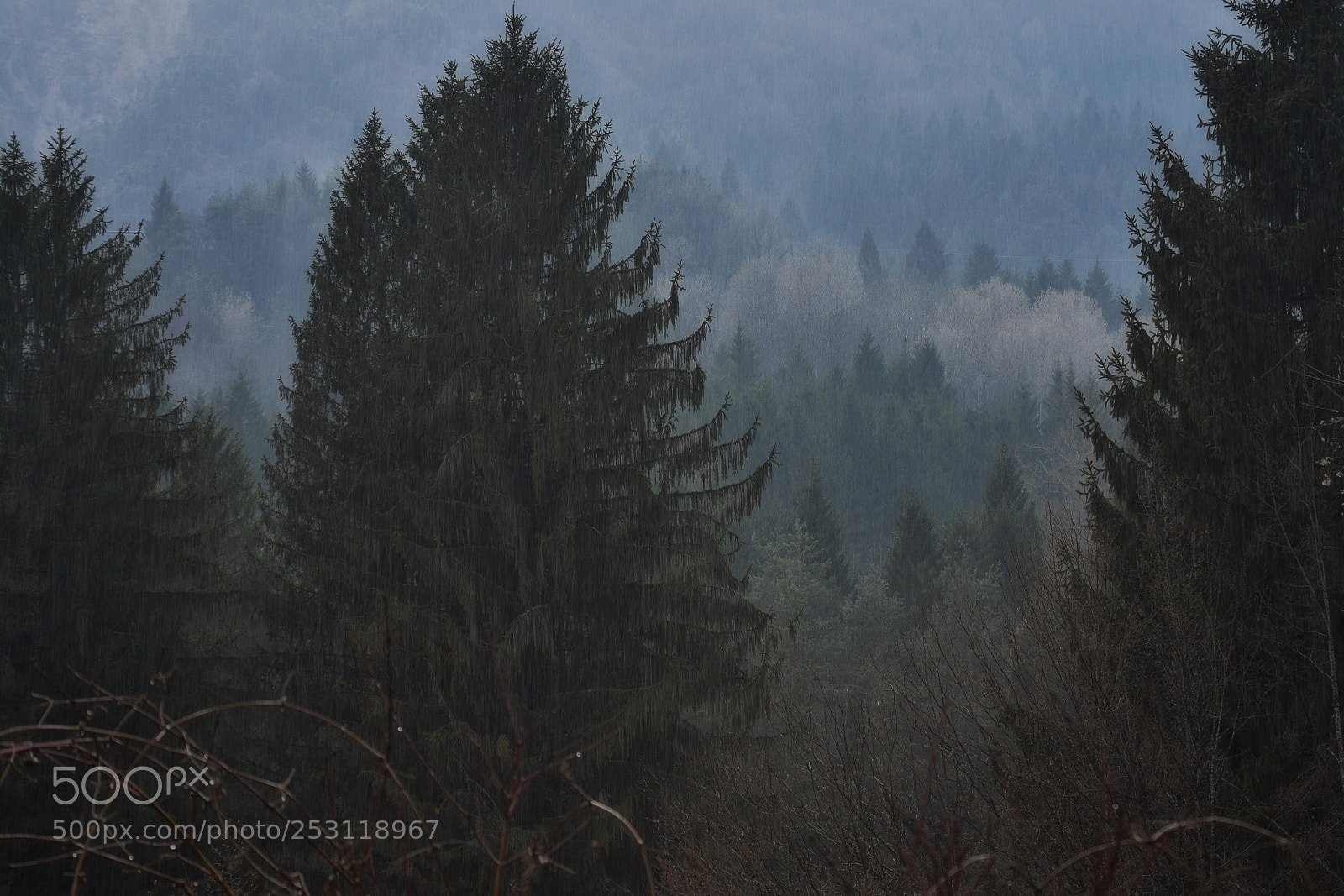 Nikon D7200 sample photo. In the rain photography