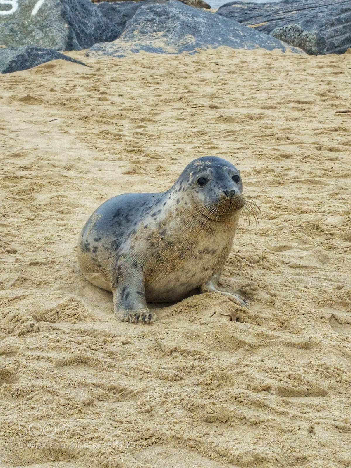 Google Nexus 6P sample photo. Grey seal photography
