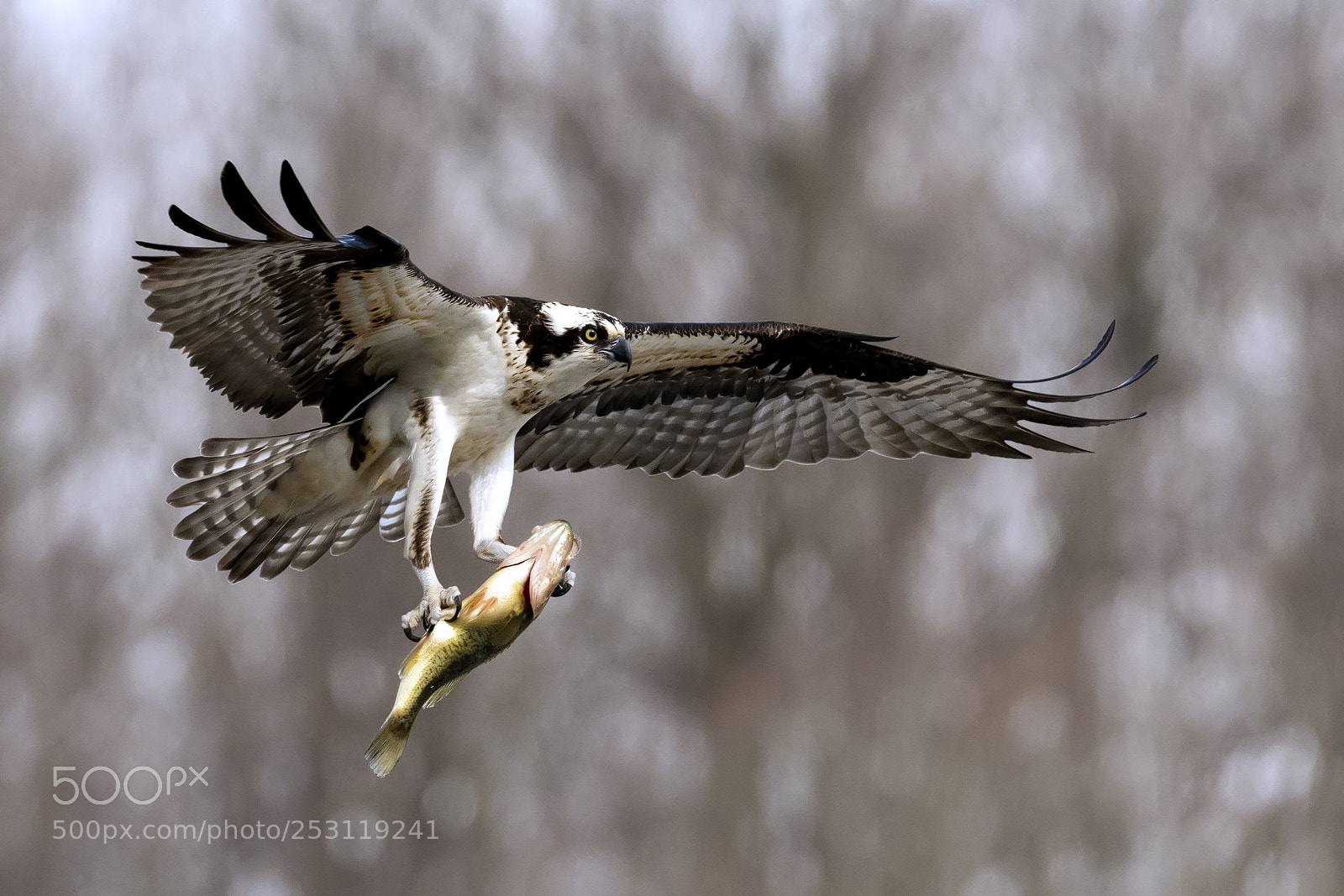 Nikon D850 sample photo. Osprey with bass photography