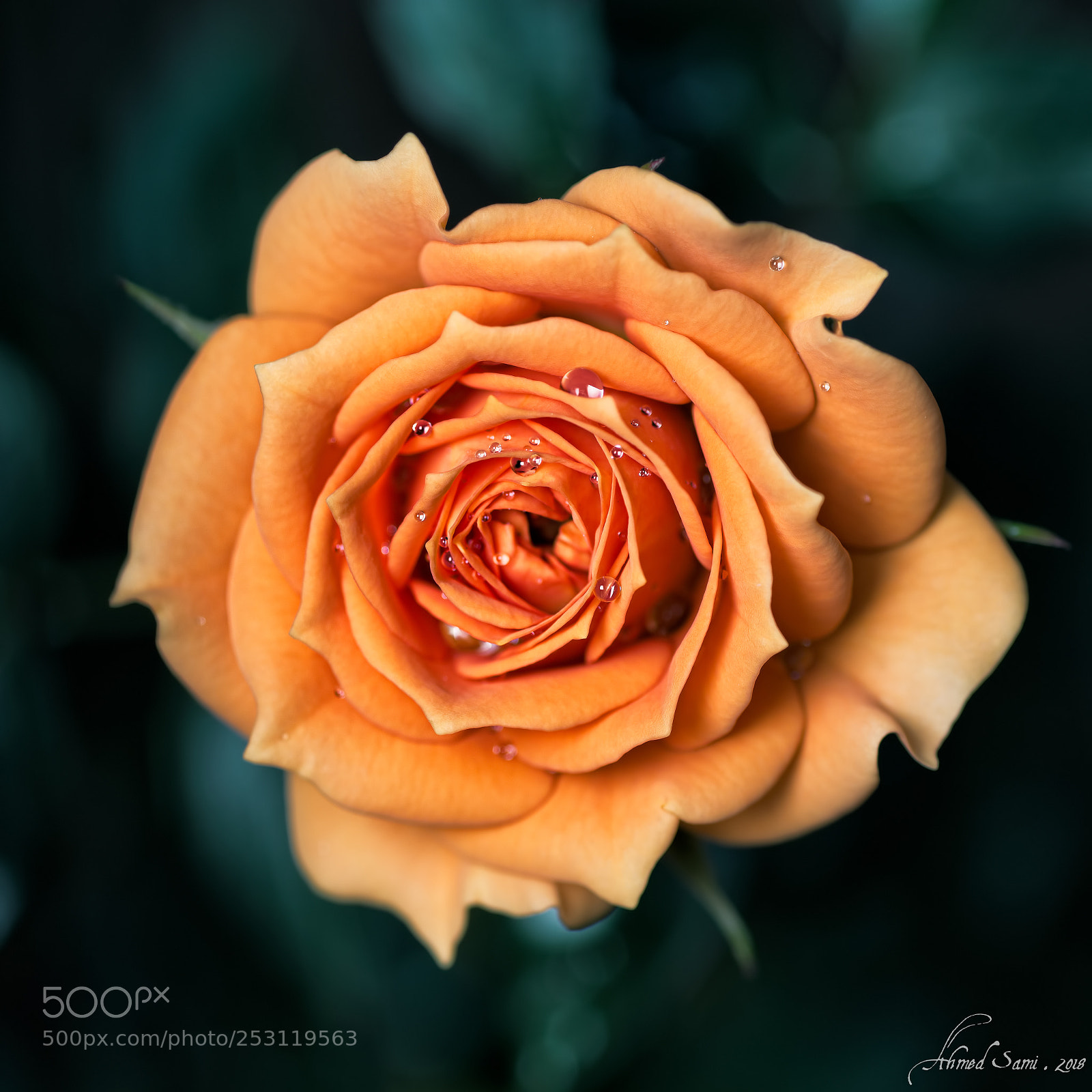 Nikon D7100 sample photo. Delicate photography