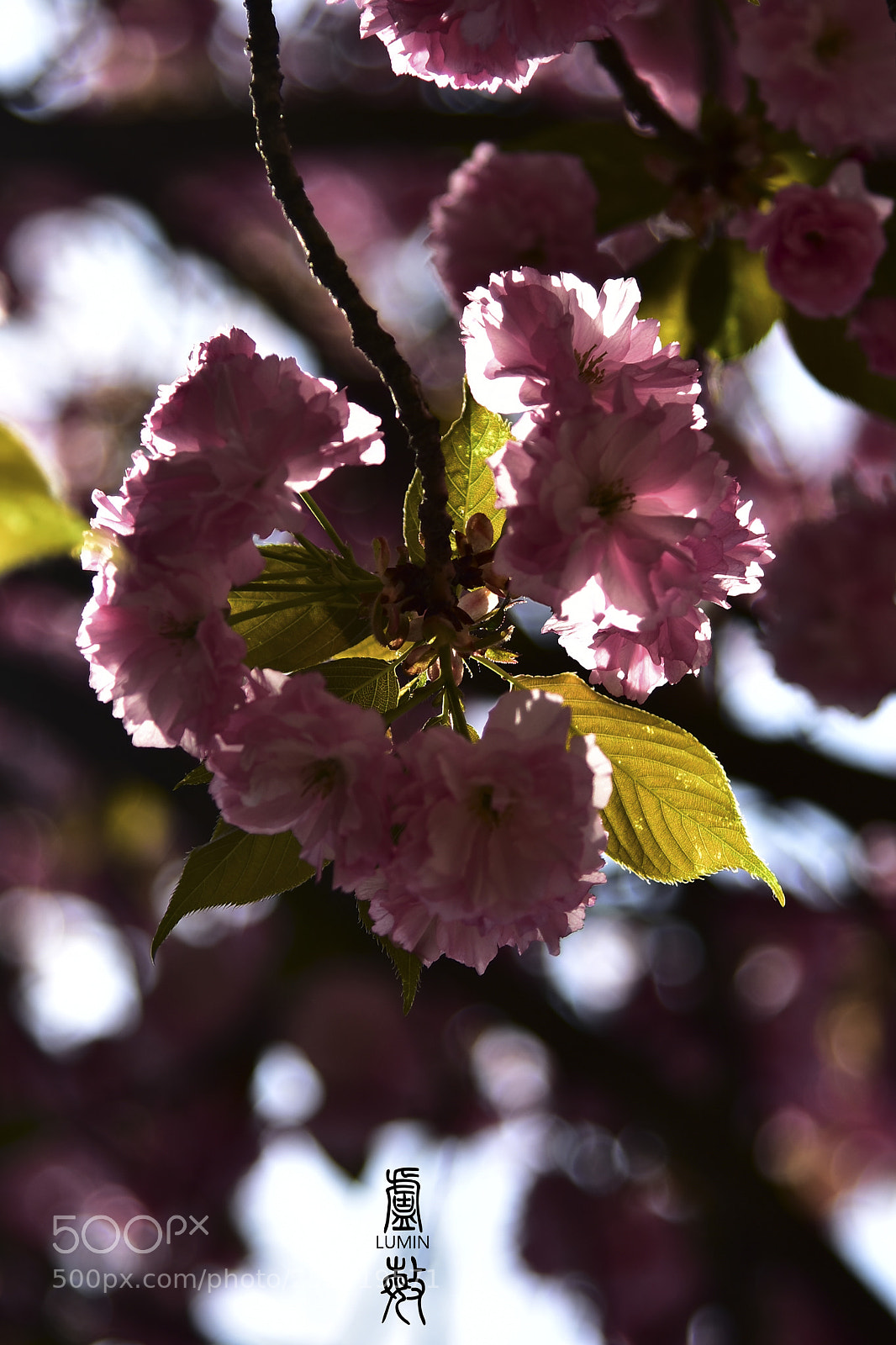 Nikon D7200 sample photo. 樱花 photography