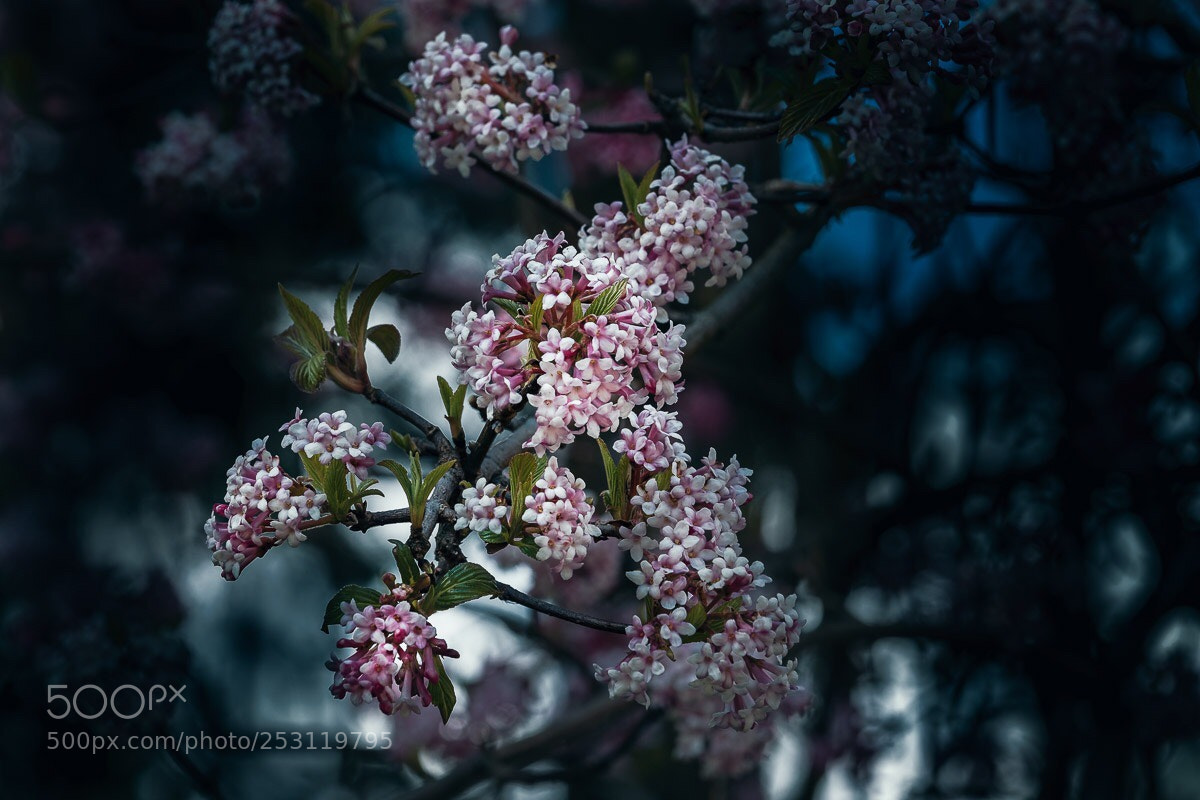 Fujifilm X-H1 sample photo. Little flowers  photography