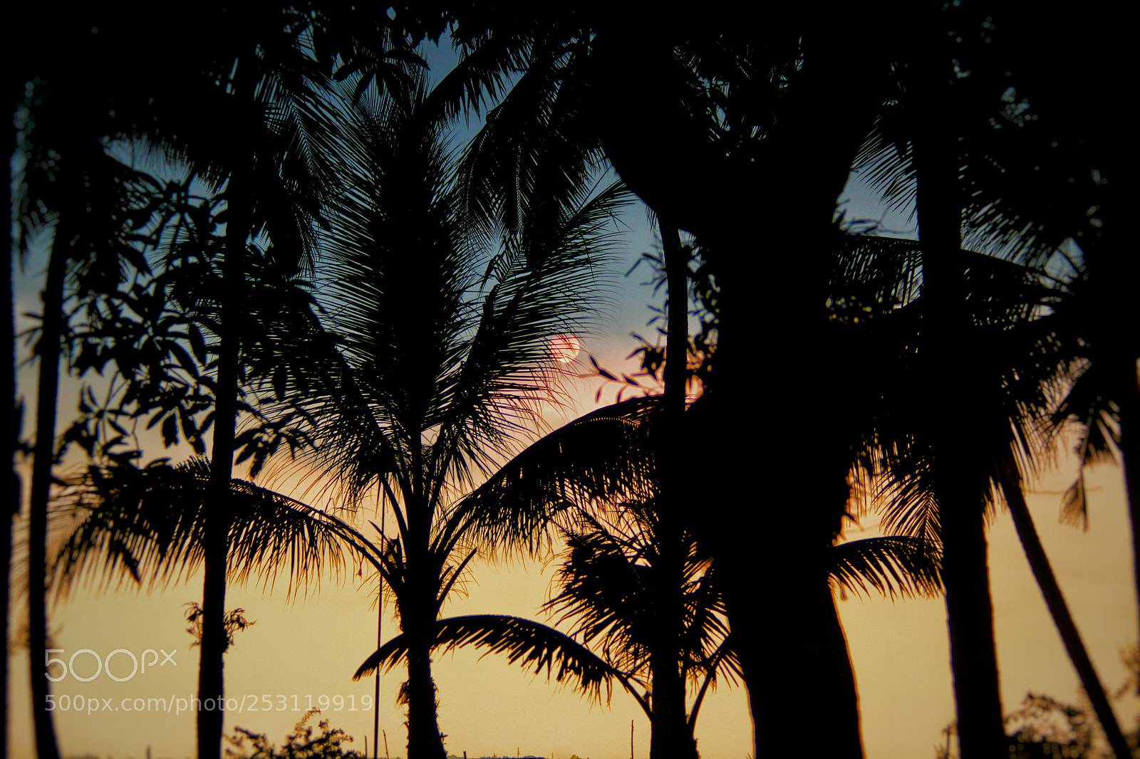 Canon EOS 500D (EOS Rebel T1i / EOS Kiss X3) sample photo. Sunset through the palm photography