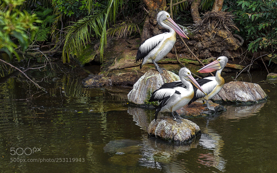 Nikon D7000 sample photo. 160902-004 pelicans melbourne zoo photography