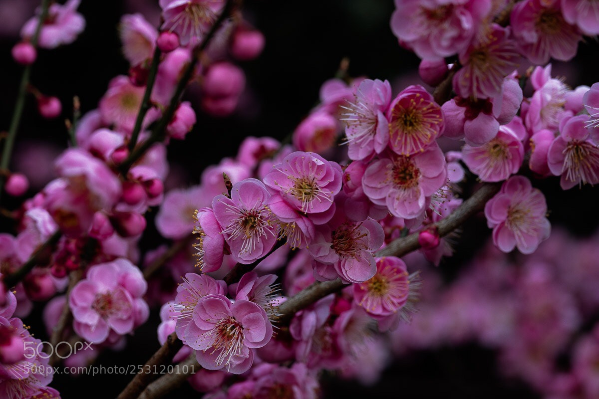 Fujifilm X-H1 sample photo. Blooming cheery photography
