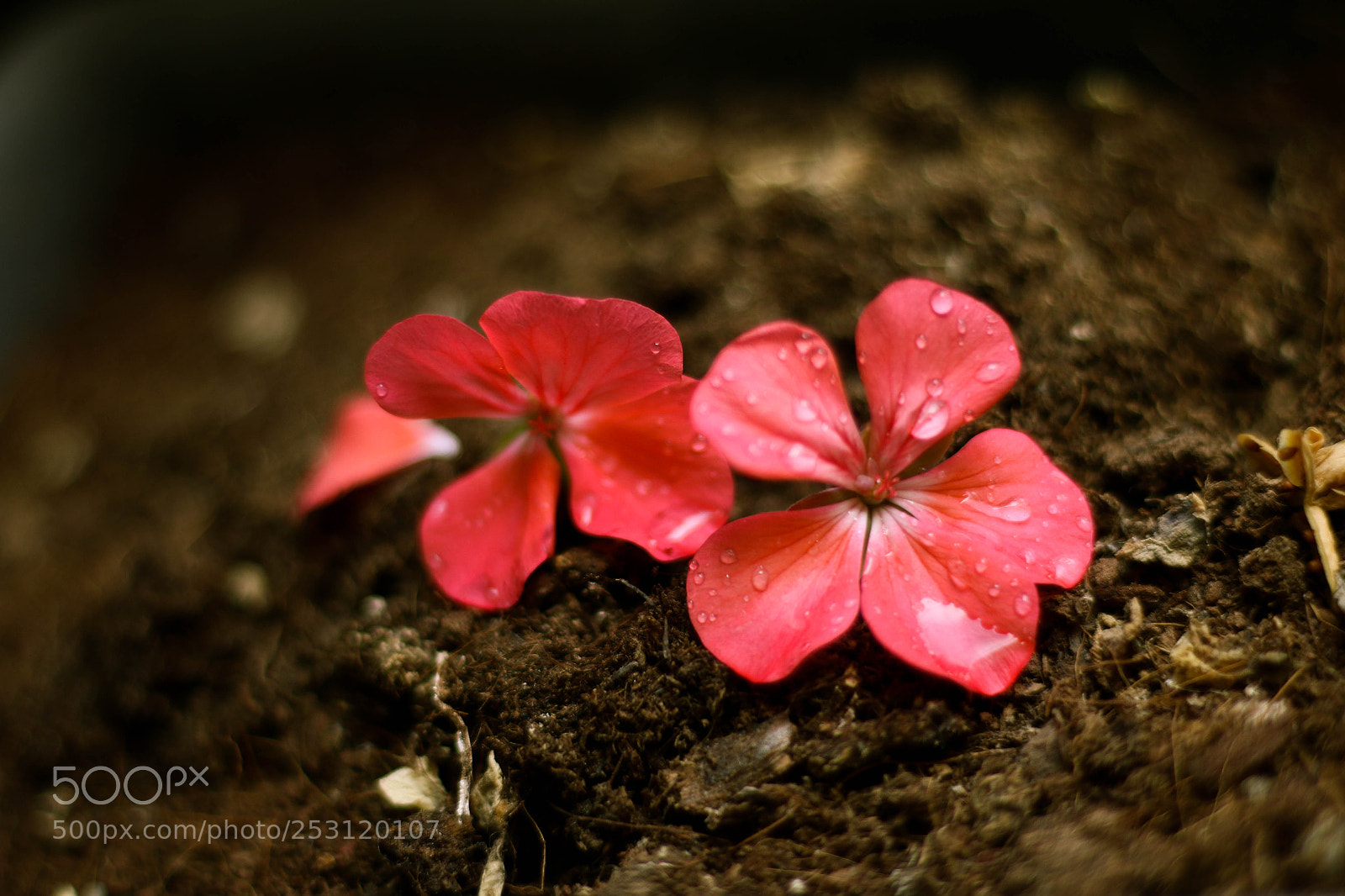 Canon EOS 70D sample photo. Untitled photography