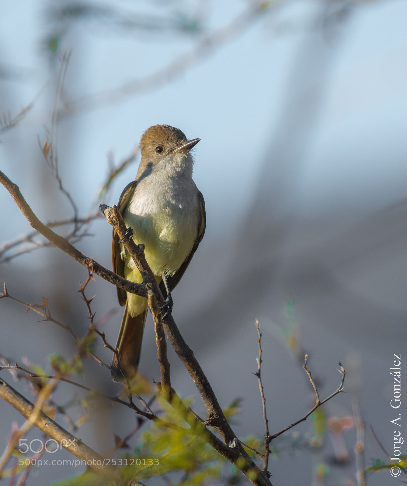 Canon EOS 7D Mark II sample photo. Flycatcher photography
