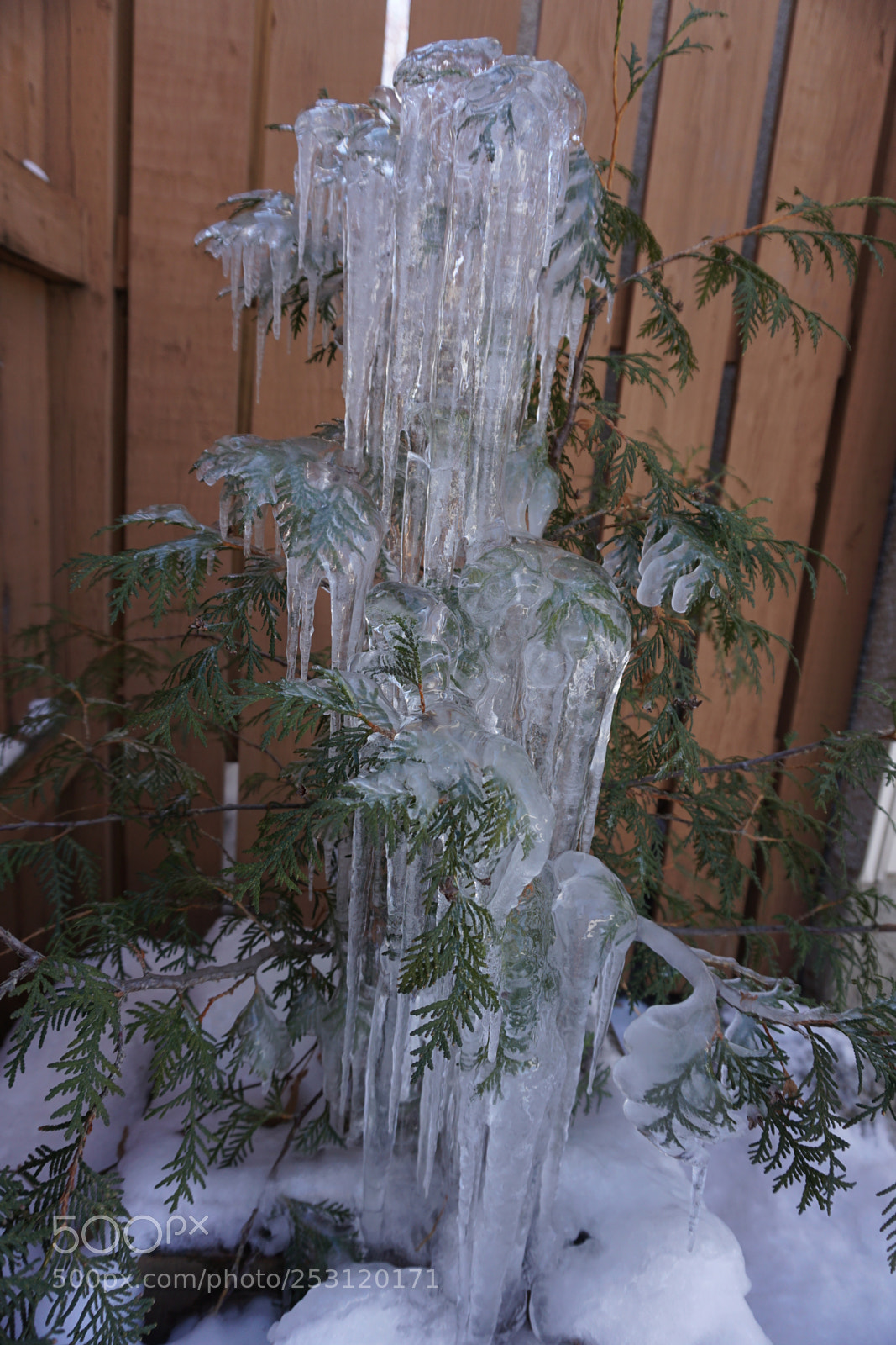 Sony a6000 sample photo. A frozen tree photography