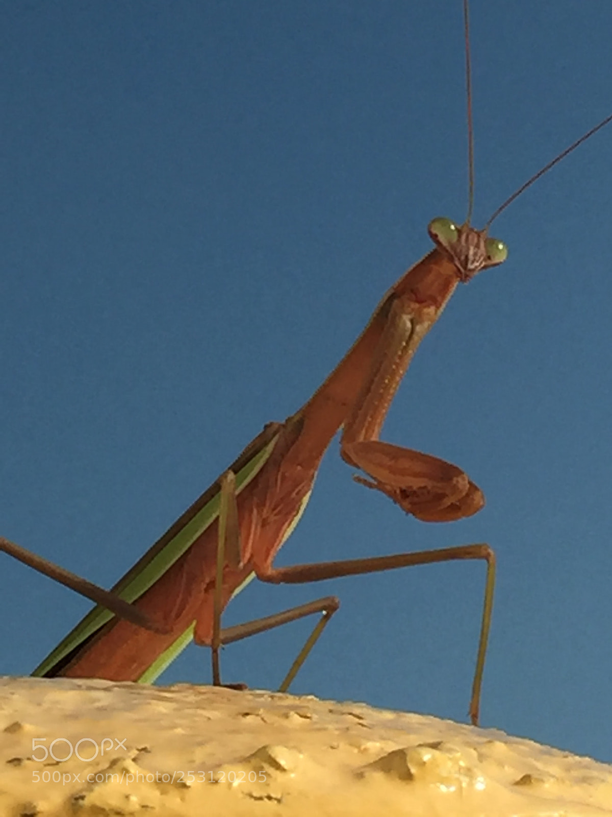 Apple iPhone 6 Plus sample photo. Praying mantis photography