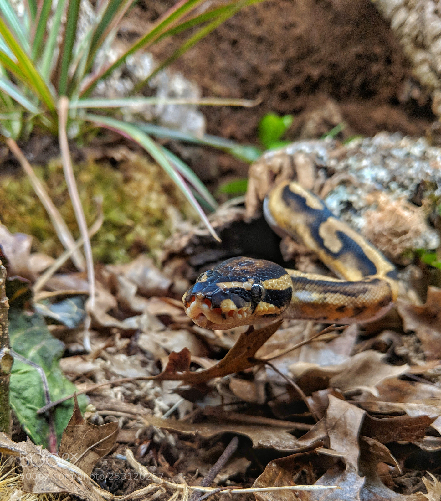 Google Pixel 2 XL sample photo. Jynx photography