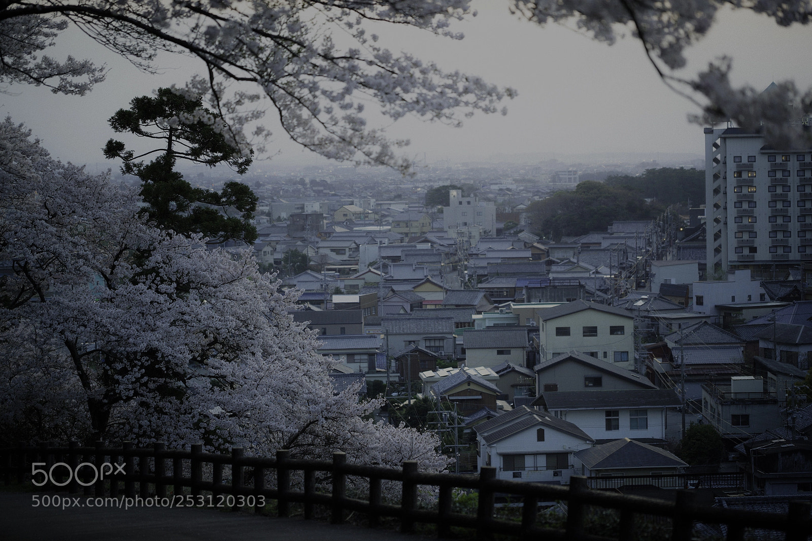 Canon EOS-1D X Mark II sample photo. 音無山・桜１ photography