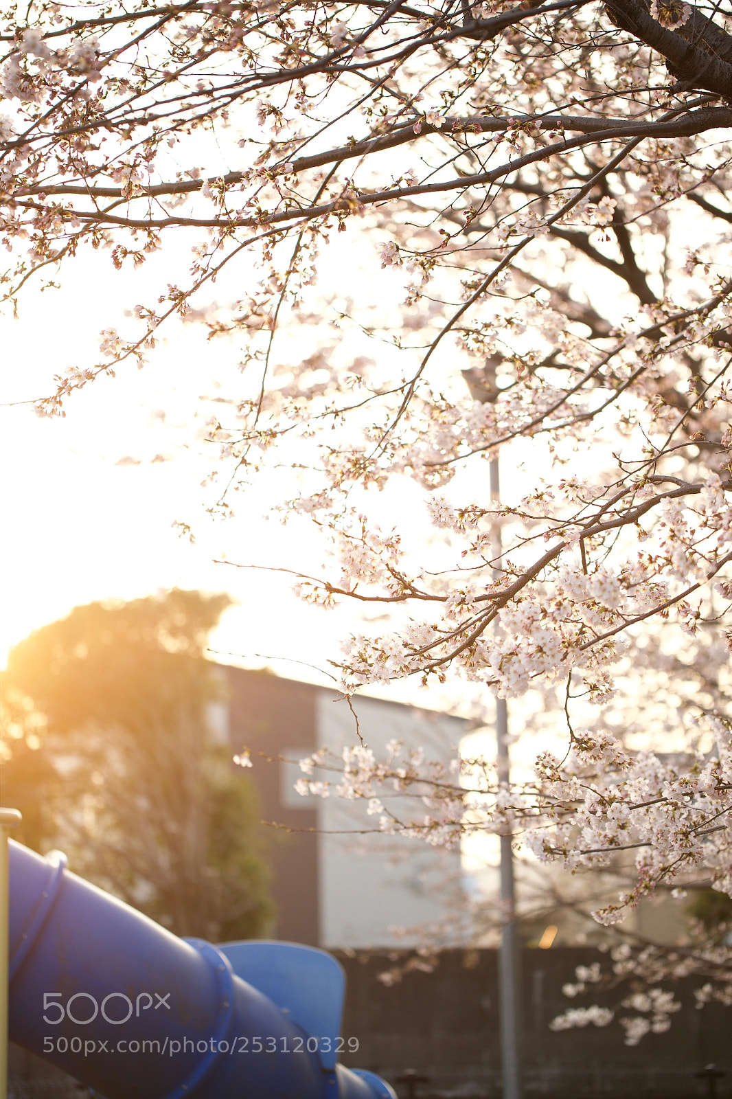Canon EOS-1D X Mark II sample photo. Aei photography