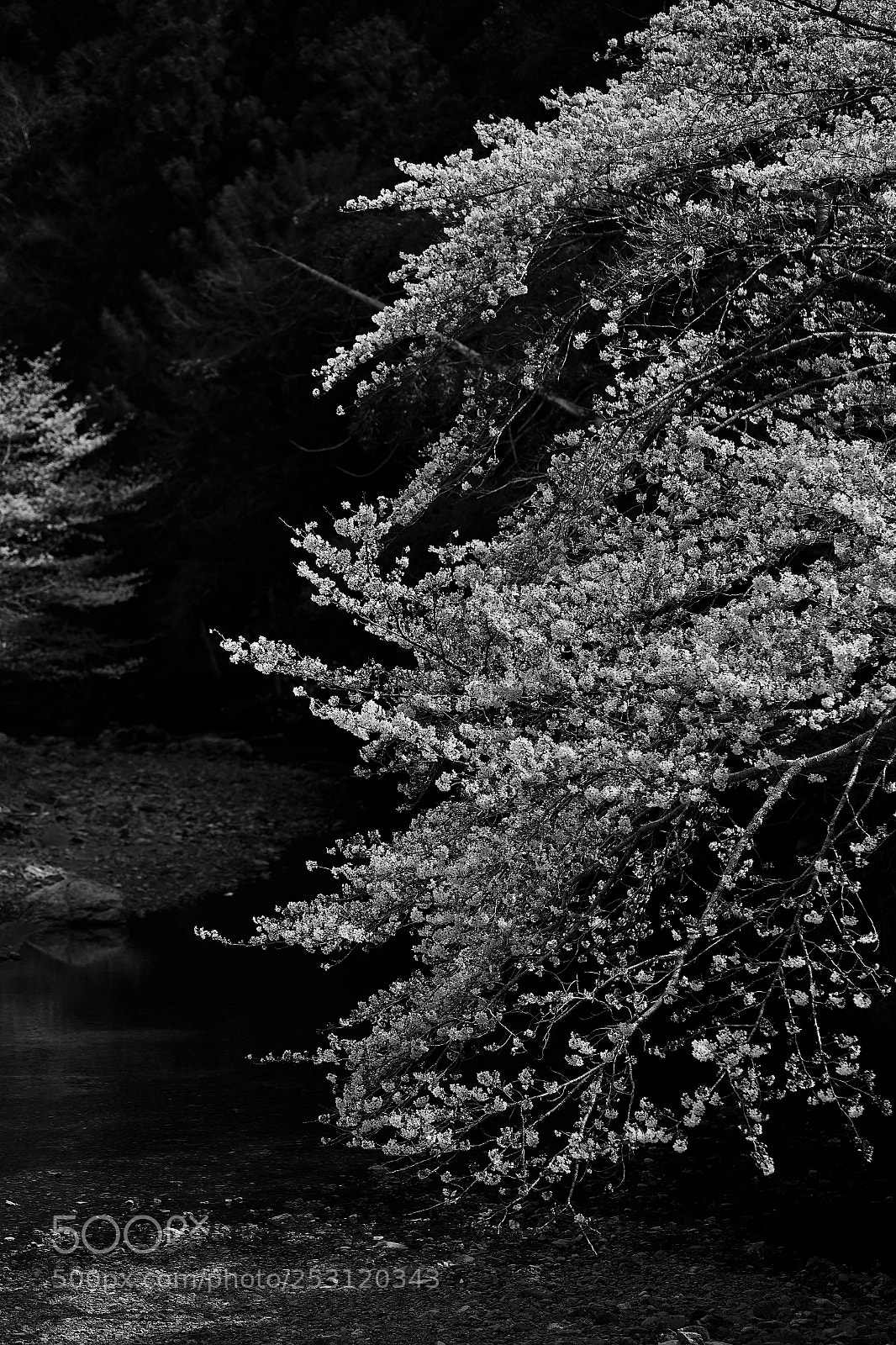 Canon EOS-1D X Mark II sample photo. Aei photography
