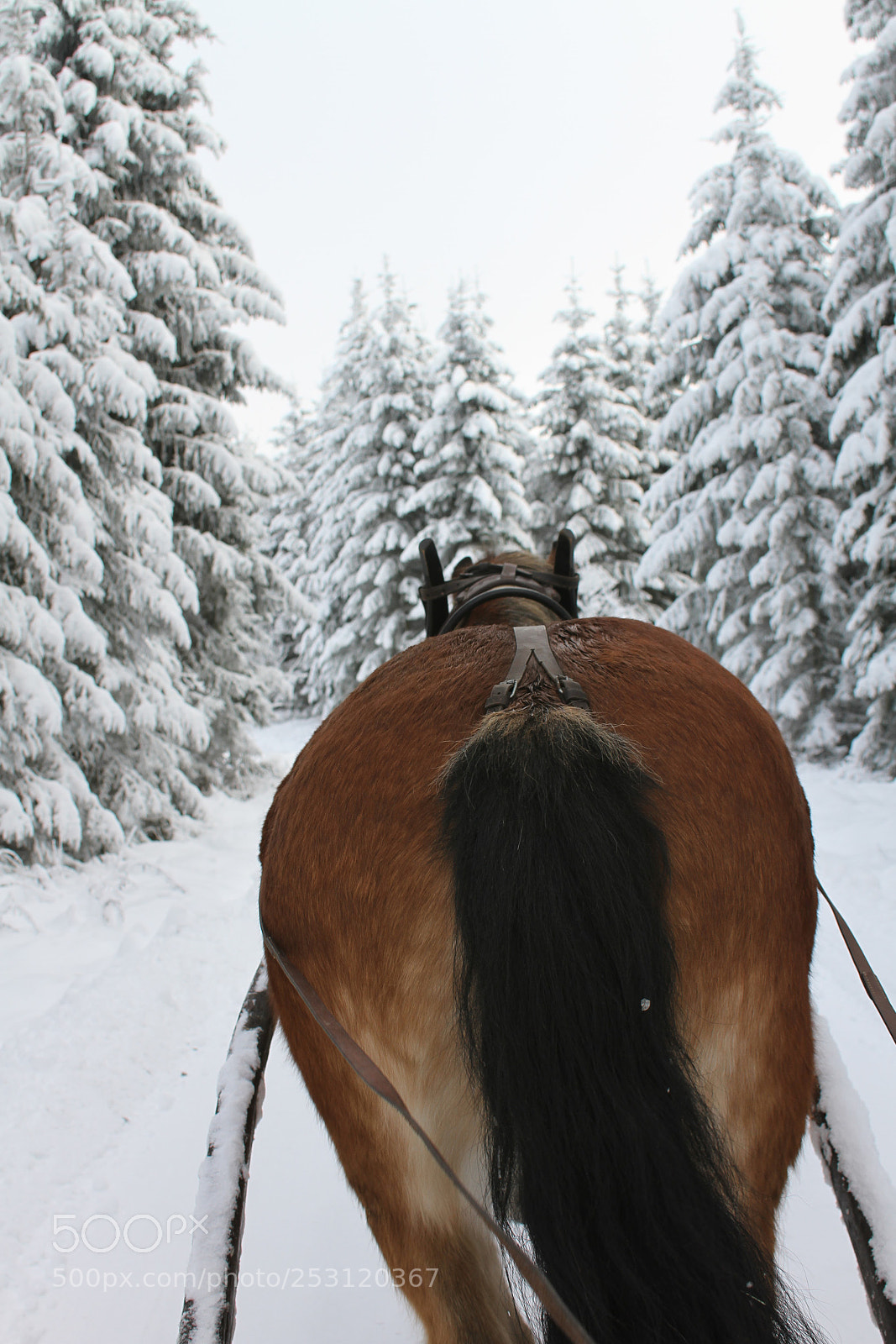 Canon EOS 7D sample photo. Horse in the winter photography