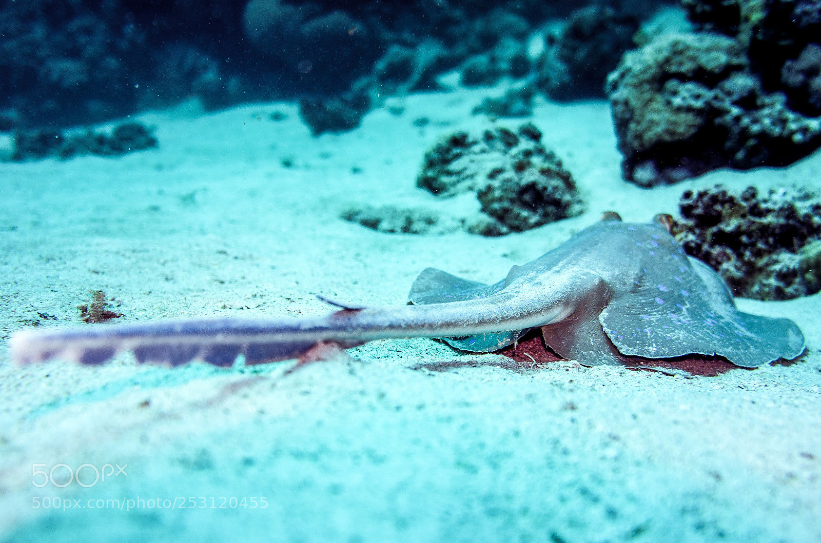 Sony Alpha NEX-5 sample photo. Blue spotted ray photography