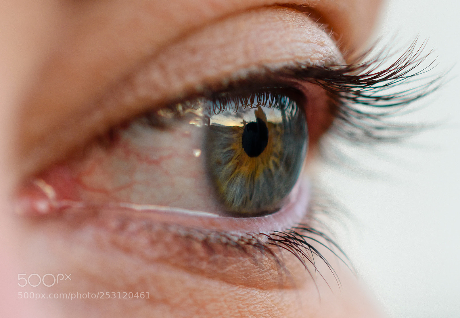 Nikon D5600 sample photo. Macro eye focused on photography