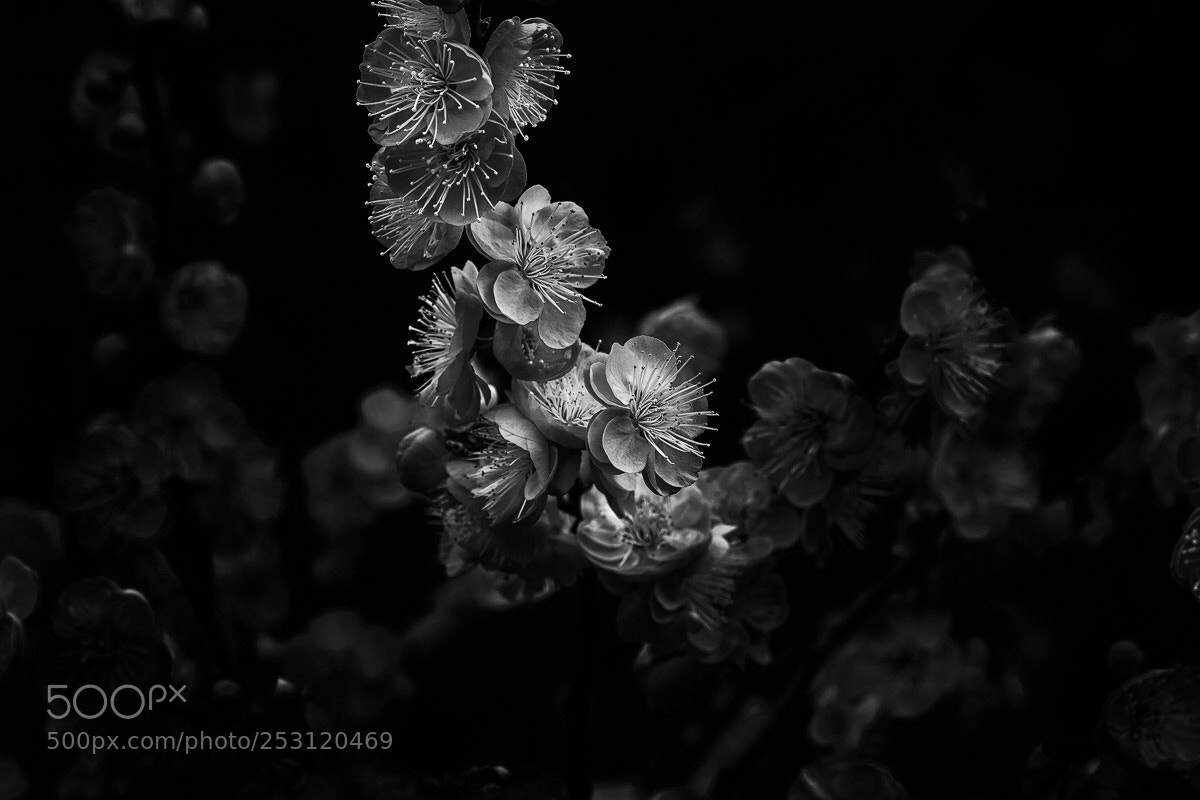 Fujifilm X-H1 sample photo. Standing out photography