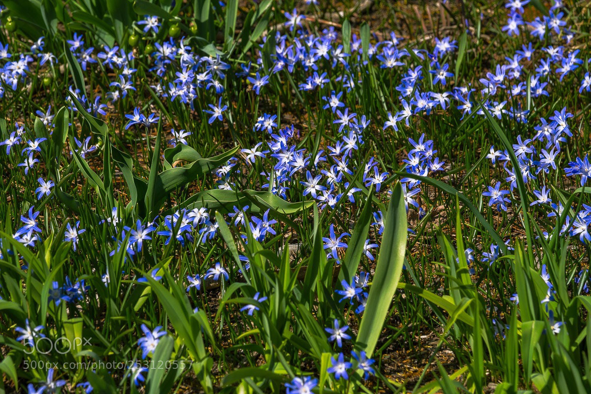 Fujifilm X-H1 sample photo. Flowering lawn photography